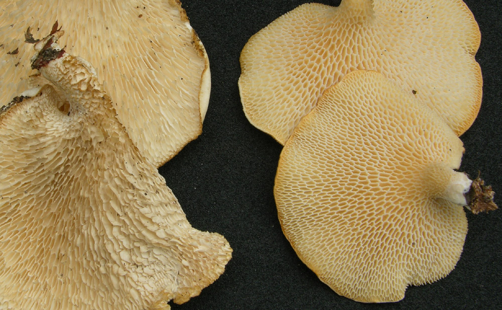 Polyporus sp. (Polyporus alveolaris)